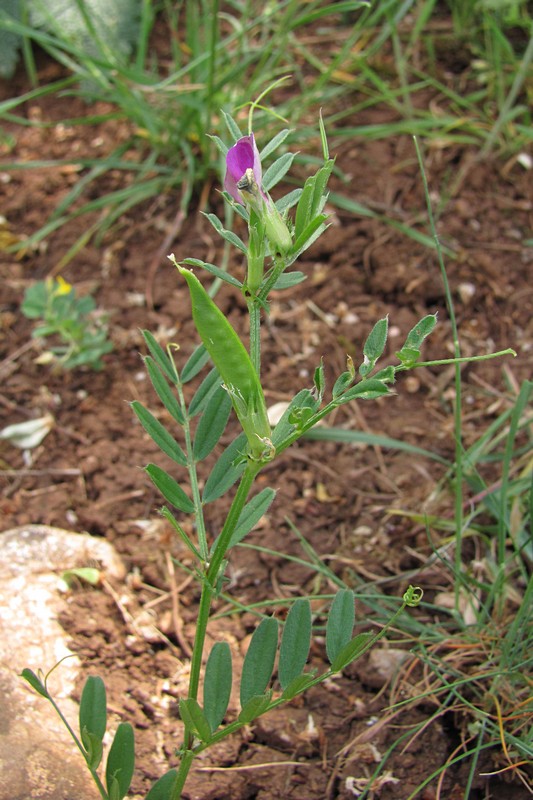 Изображение особи Vicia cordata.