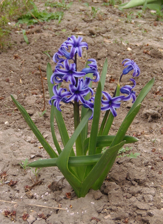 Image of Hyacinthus orientalis specimen.