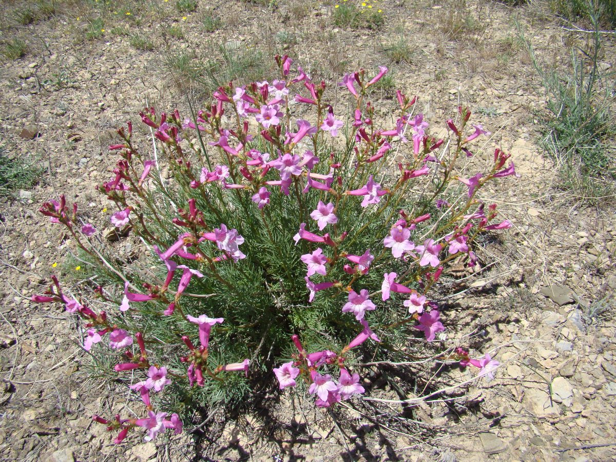 Image of Niedzwedzkia semiretschenskia specimen.