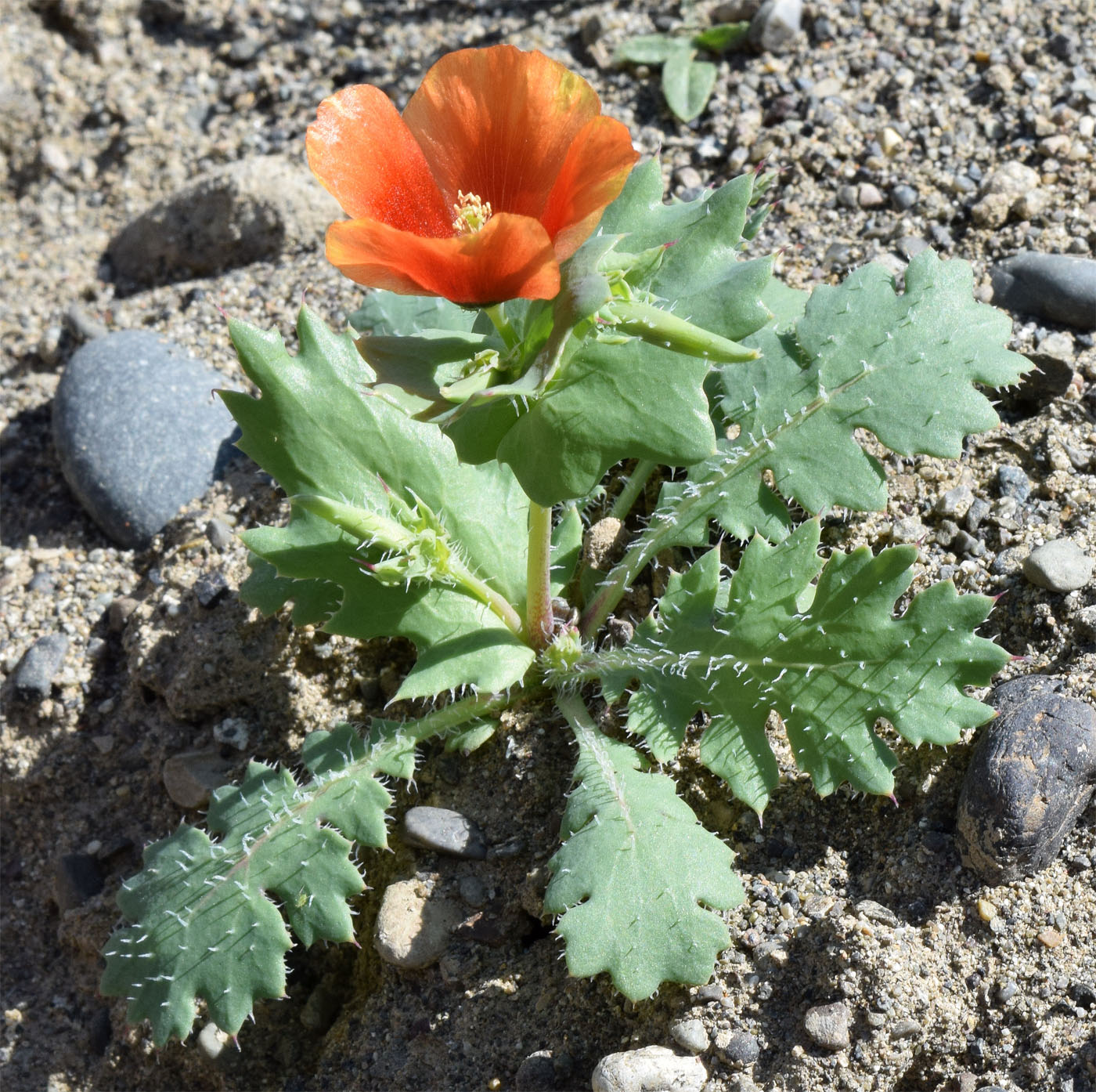 Изображение особи Glaucium elegans.