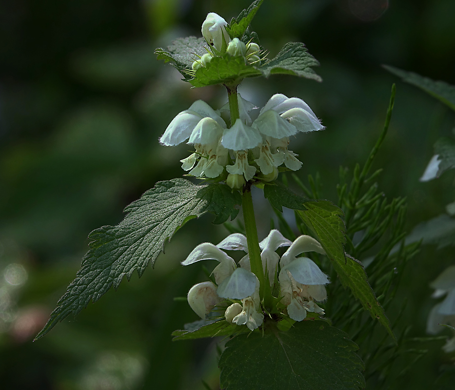 Image of Lamium album specimen.