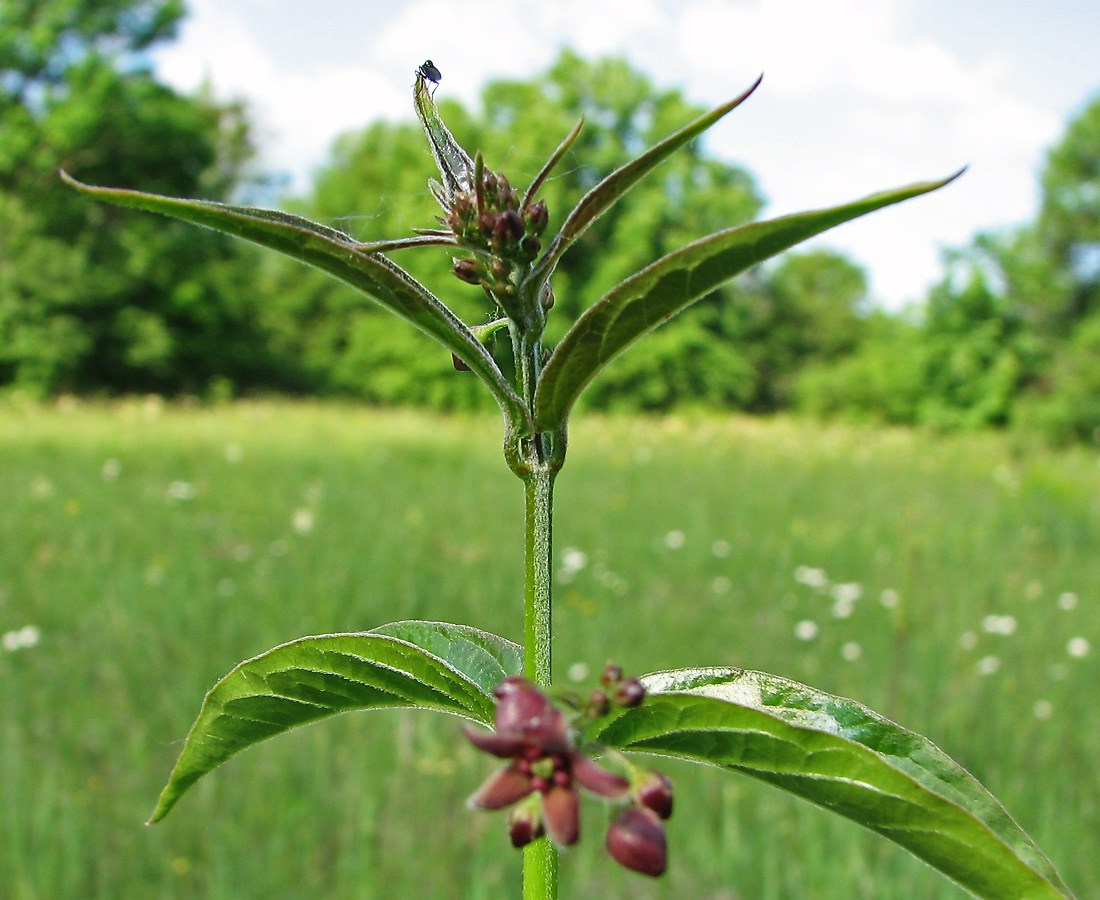 Image of Vincetoxicum scandens specimen.