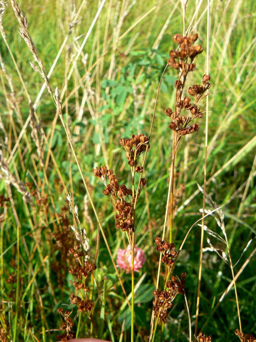 Image of Juncus compressus specimen.