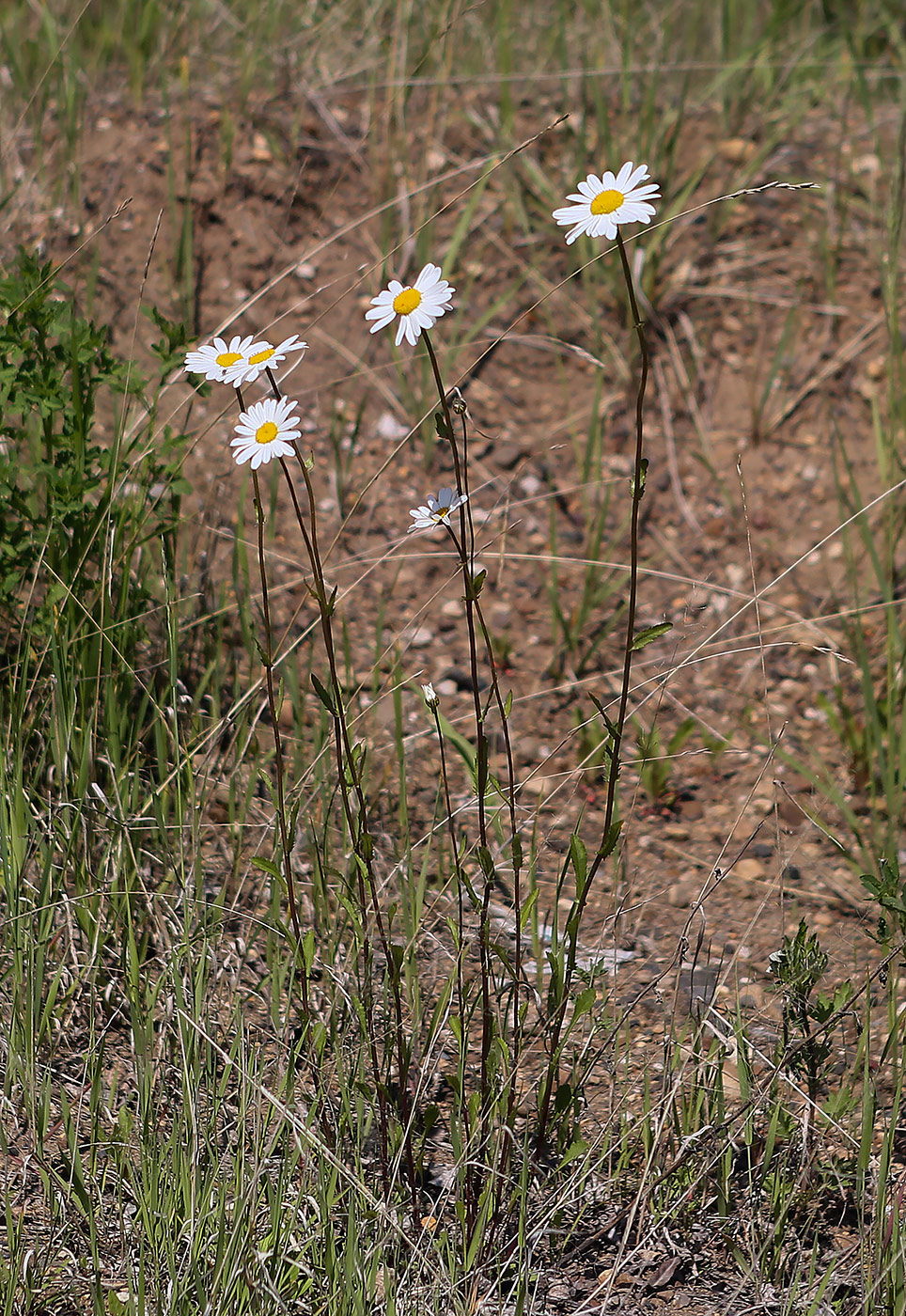 Изображение особи Leucanthemum vulgare.