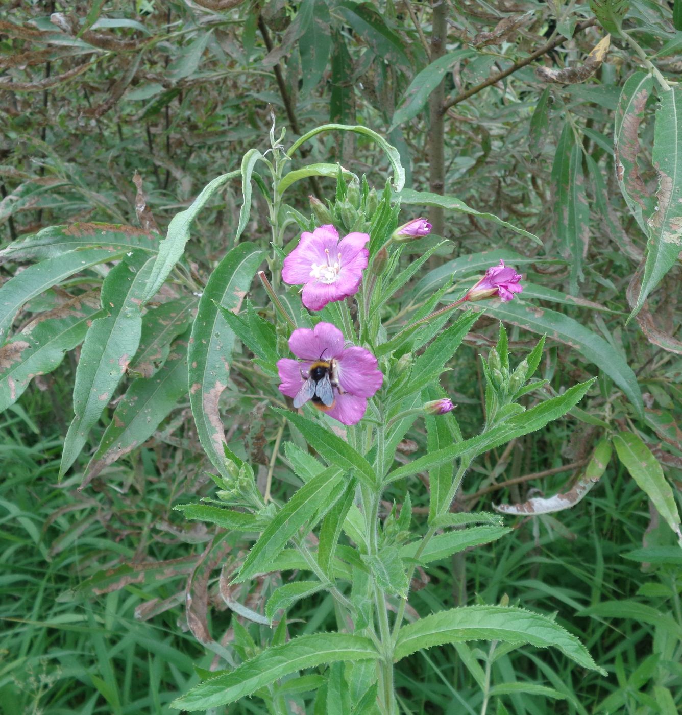 Изображение особи Epilobium hirsutum.