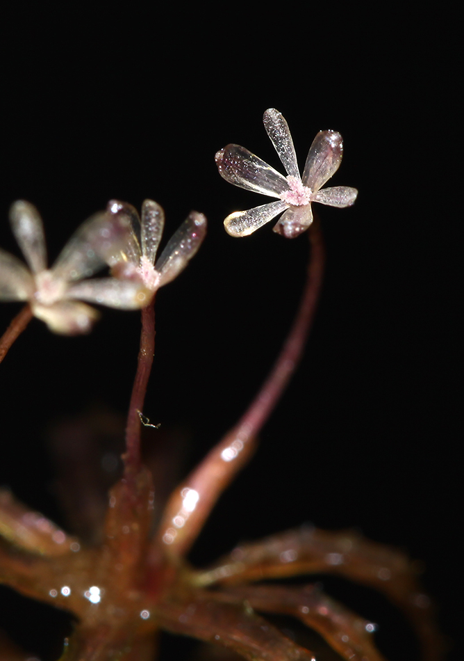 Изображение особи Hydrilla verticillata.