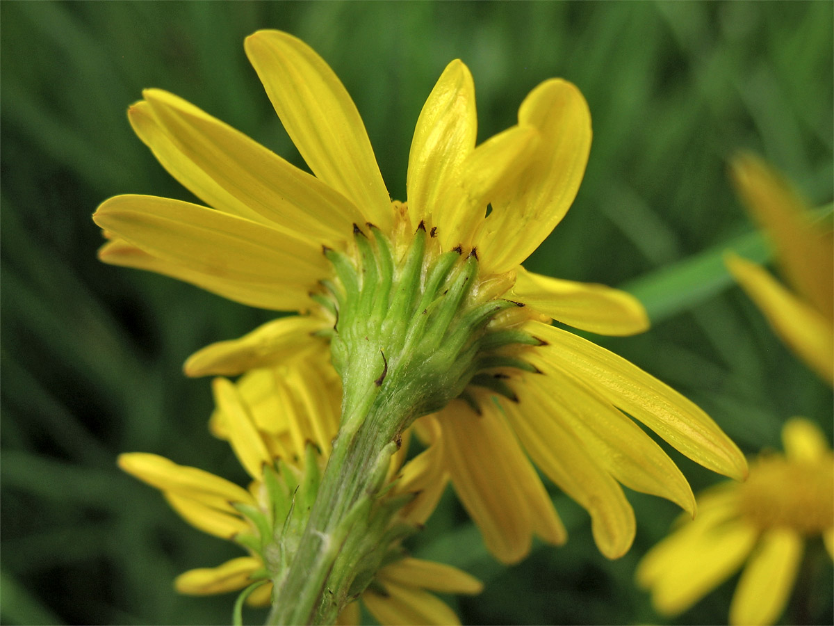 Изображение особи Senecio aquaticus.