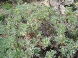 Astragalus arnacantha