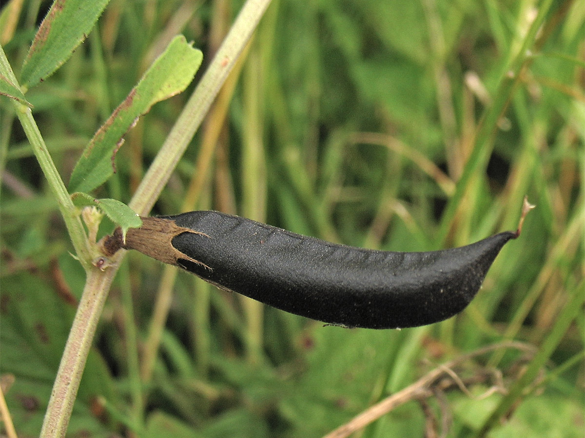 Image of Vicia grandiflora specimen.