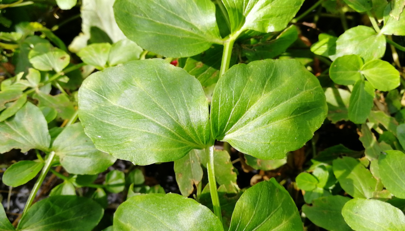 Image of Cardamine yezoensis specimen.