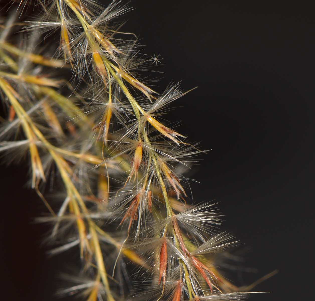 Image of genus Miscanthus specimen.