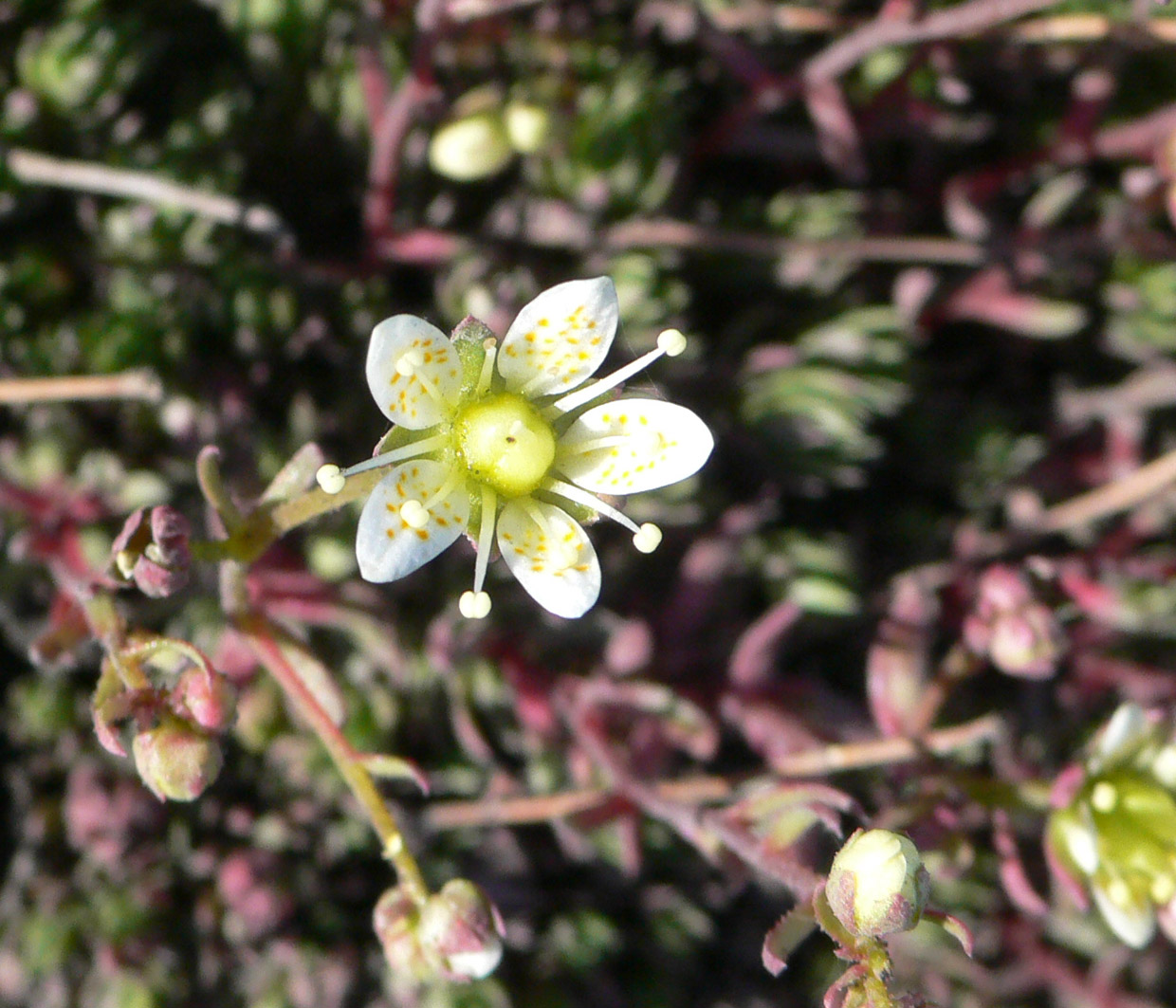 Image of Saxifraga spinulosa specimen.