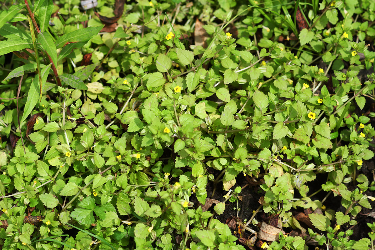 Image of Mimulus tenellus specimen.