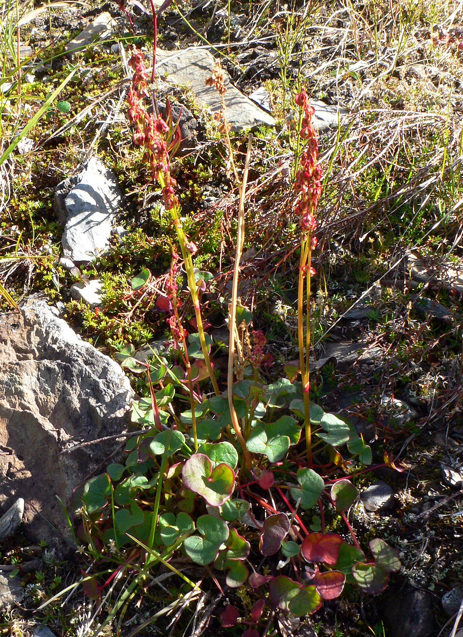 Image of Oxyria digyna specimen.