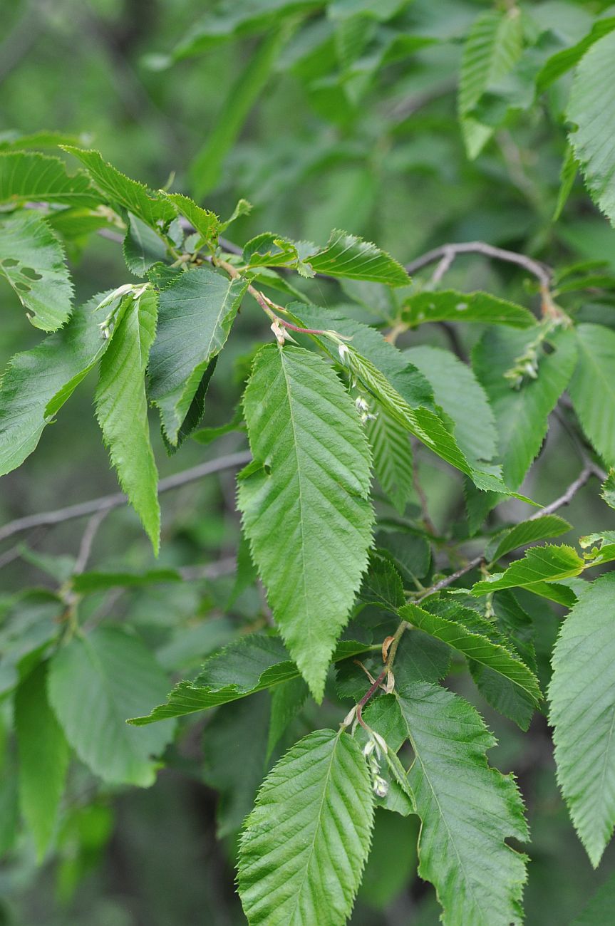 Изображение особи Carpinus betulus.