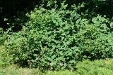 Clematis lathyrifolia. Растение, формирующее соцветия. Восточный Казахстан, г. Усть-Каменогорск, парк Жастар, в культуре. 04.06.2018.