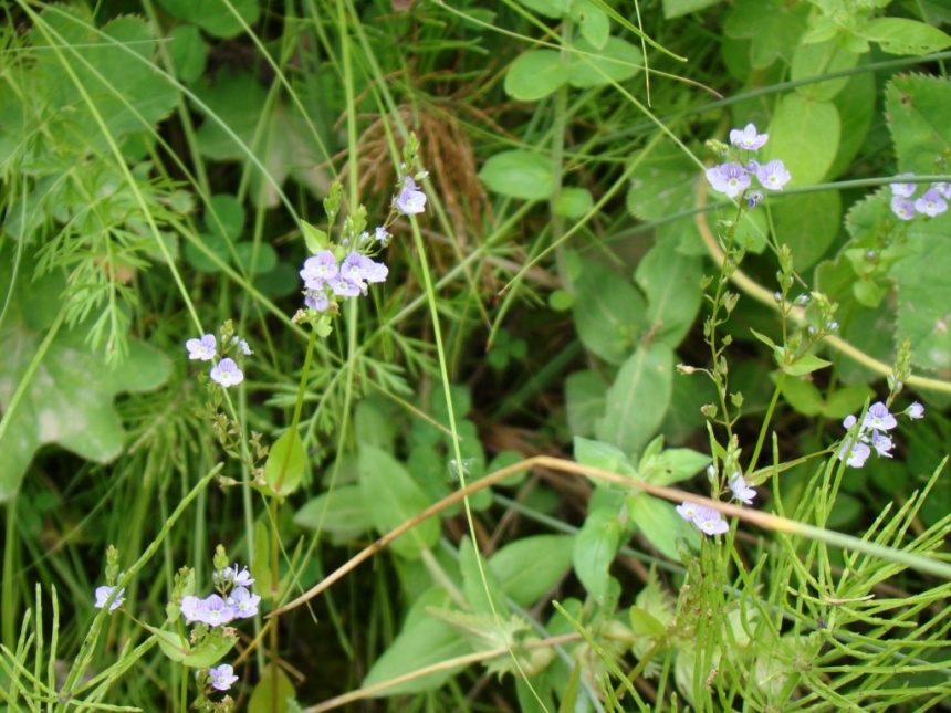 Image of Veronica anagalloides specimen.