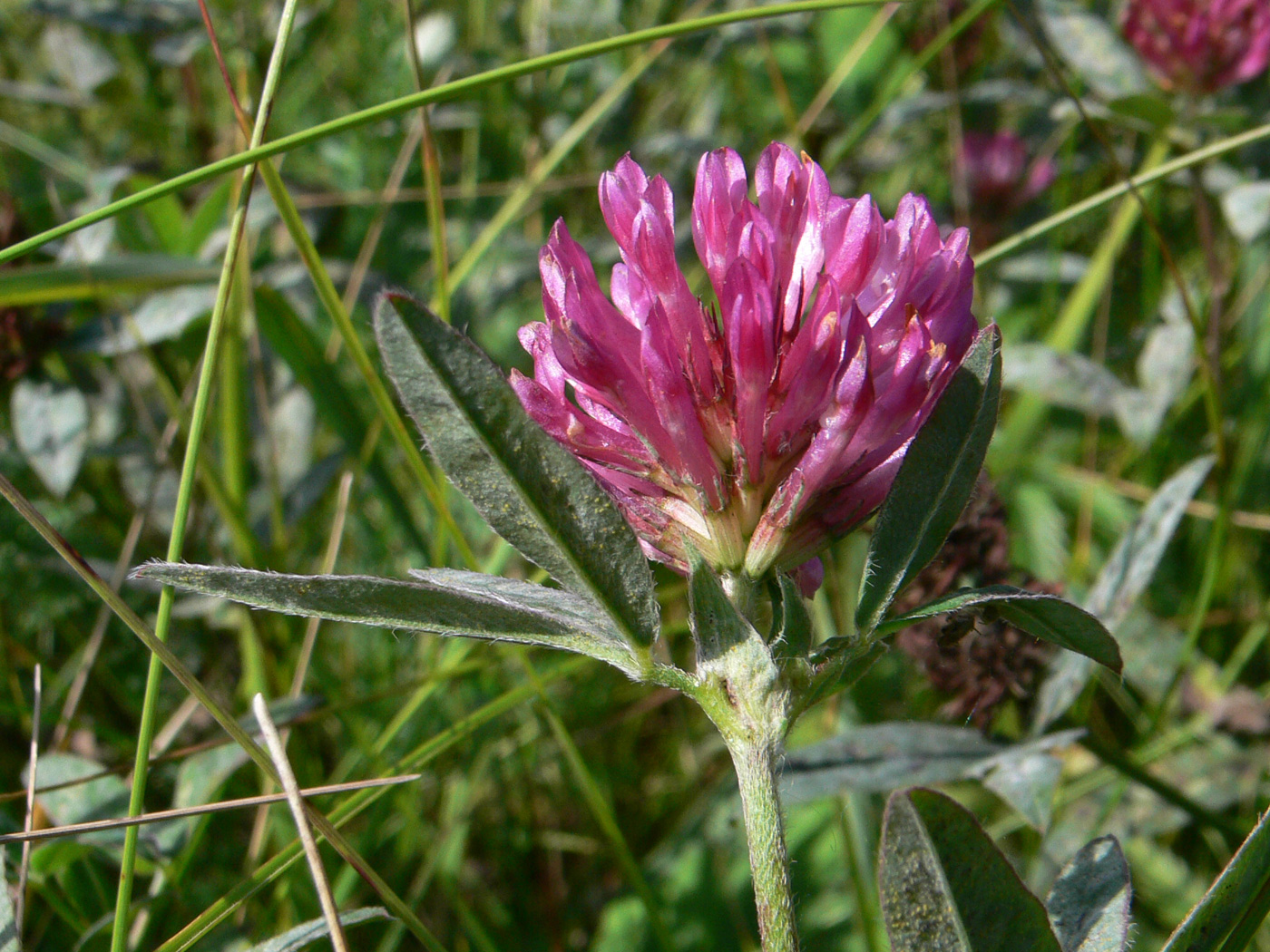 Изображение особи Trifolium medium.