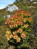 Leucadendron strobilinum