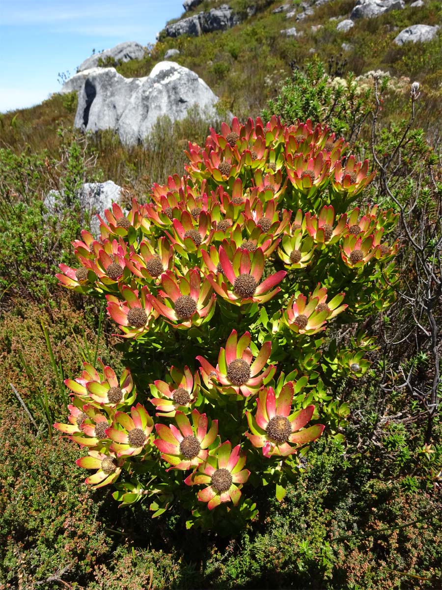 Изображение особи Leucadendron strobilinum.