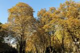 Aesculus hippocastanum. Кроны плодоносящих деревьев в осенней окраске. Крым, г. Севастополь, в уличном озеленении. 24.09.2018.