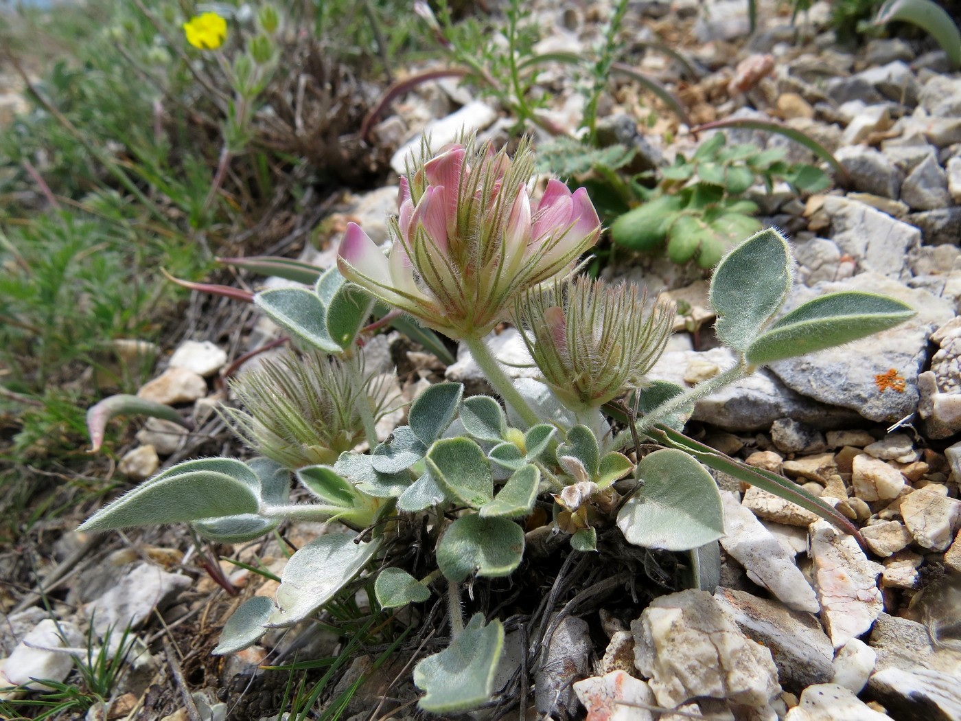 Изображение особи Hedysarum plumosum.