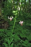 Lilium martagon. Верхушка цветущего растения. Украина, Львовская обл., Золочевский р-н, буковый лес. 9 июня 2009 г.
