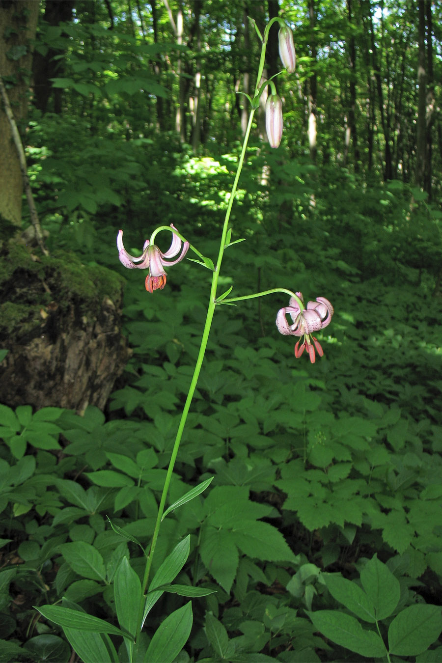 Image of Lilium martagon specimen.