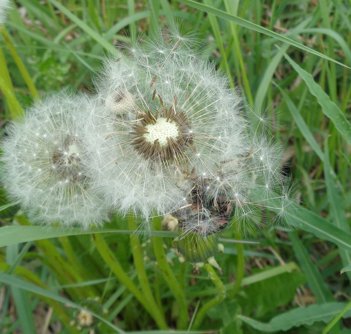 Image of genus Taraxacum specimen.