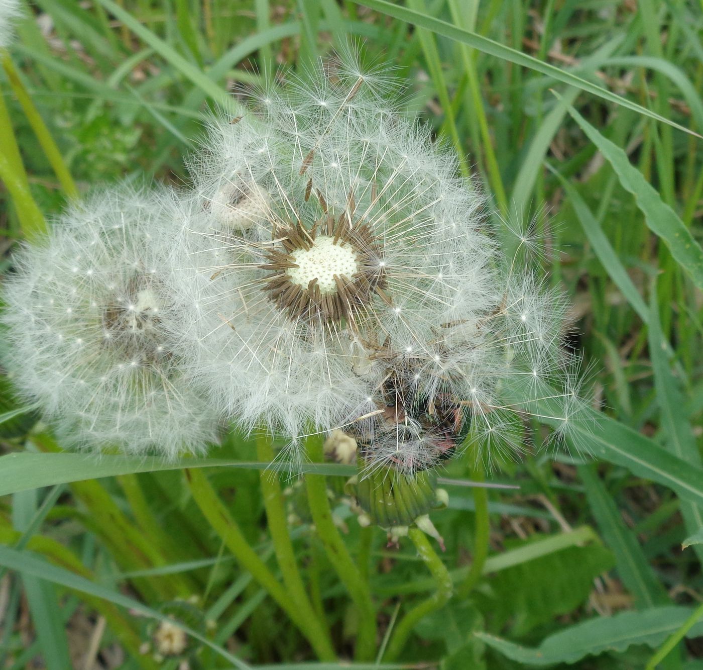 Изображение особи род Taraxacum.