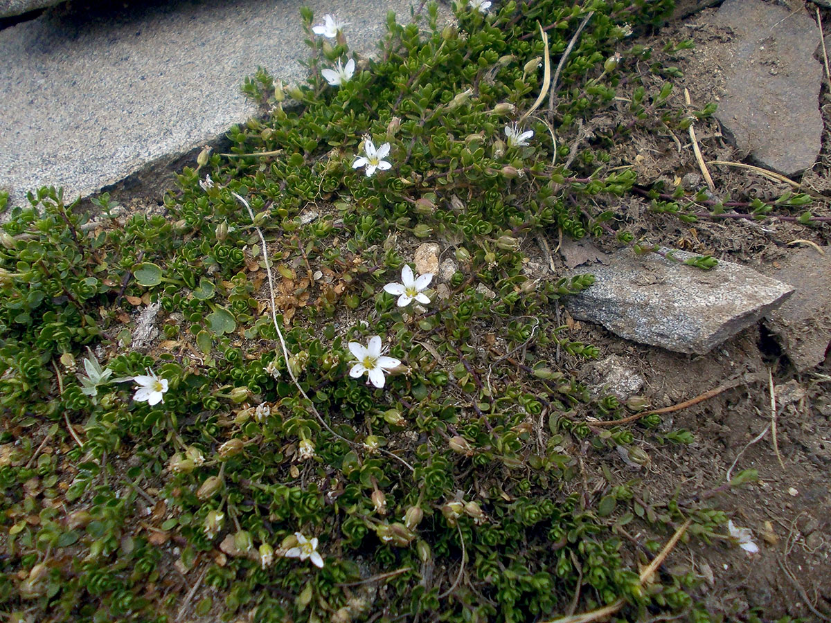 Image of Arenaria biflora specimen.