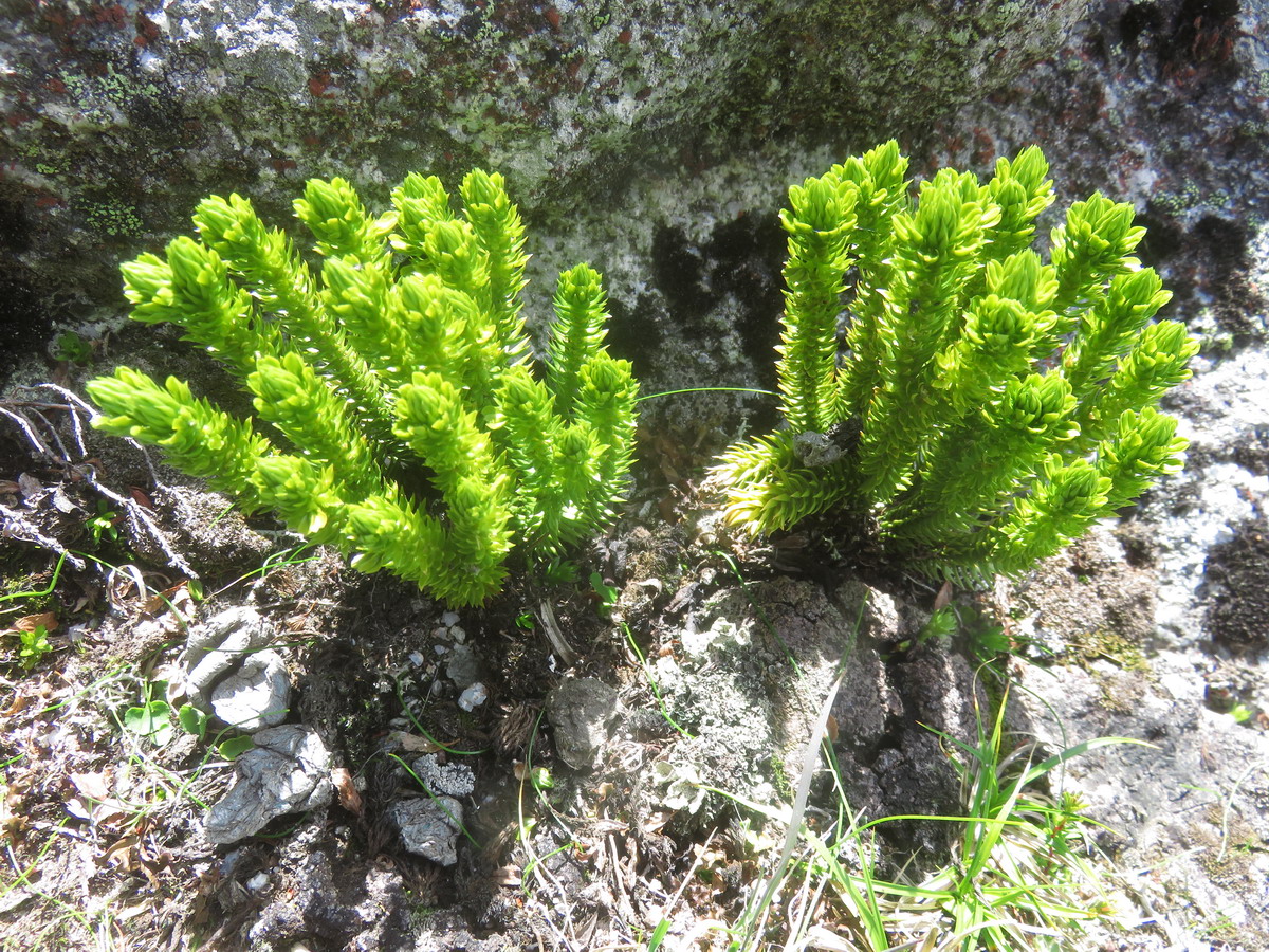 Image of Huperzia appressa specimen.