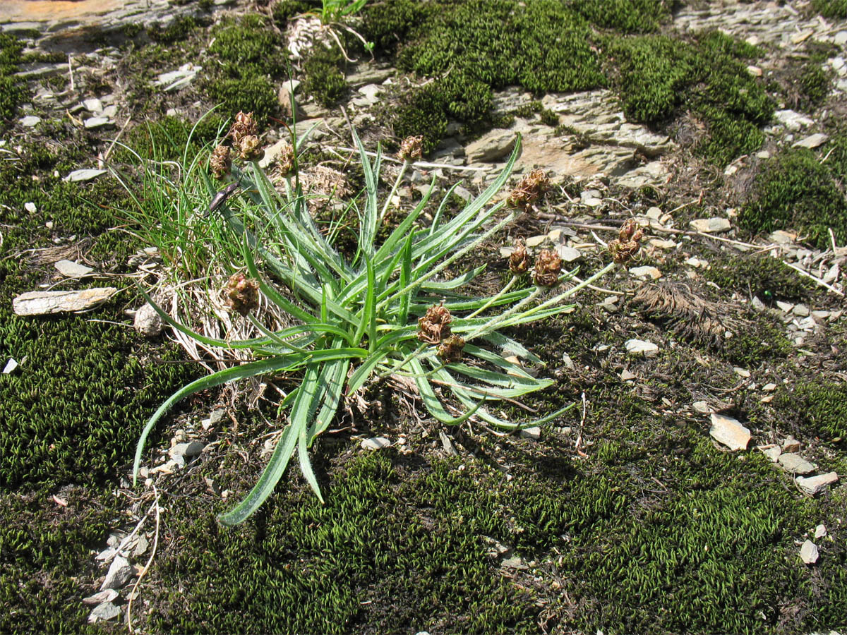 Image of Plantago atrata ssp. carpathica specimen.