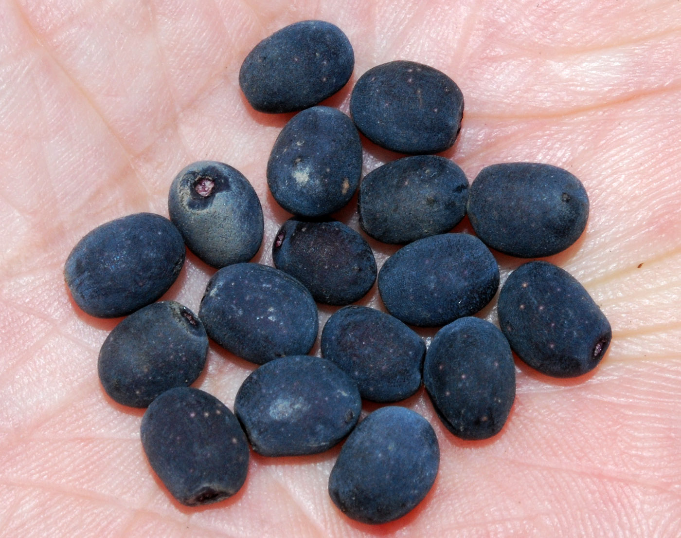 Image of genus Ligustrum specimen.