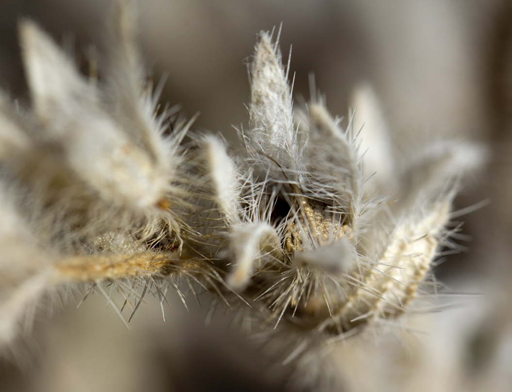 Image of Echium plantagineum specimen.