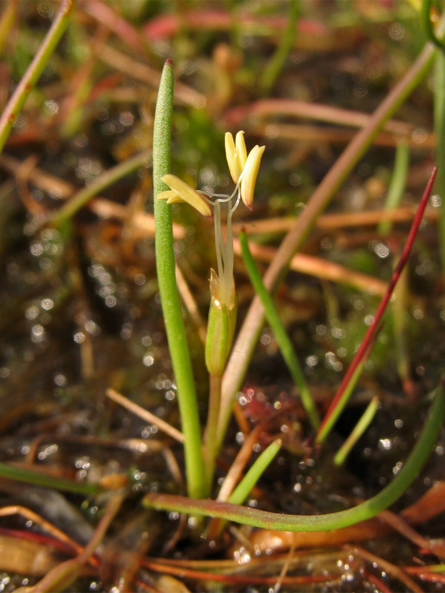 Image of Littorella uniflora specimen.
