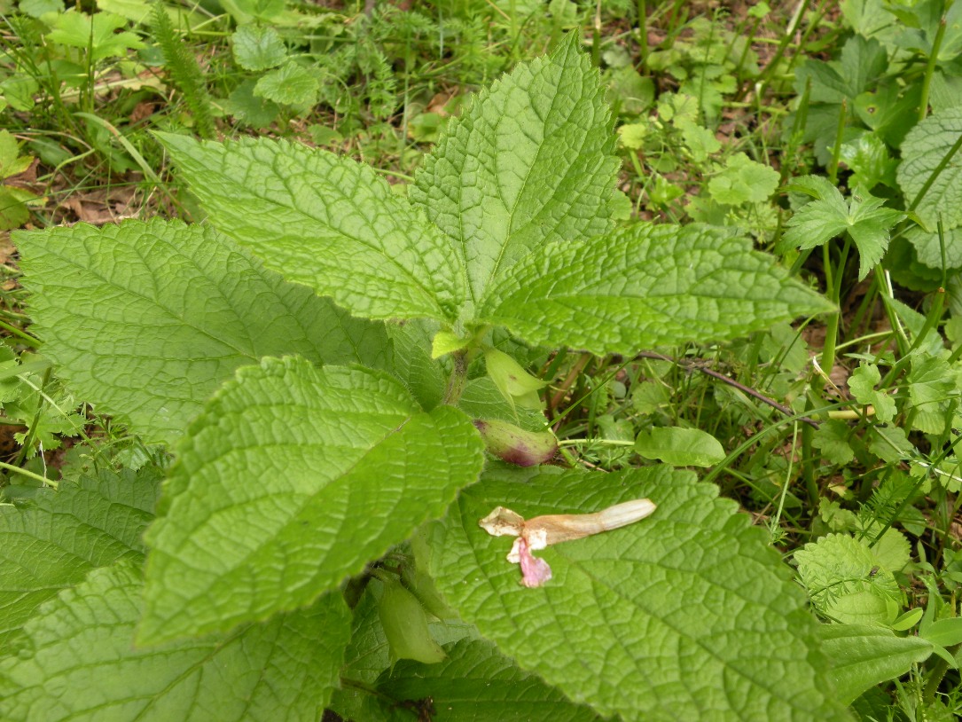 Изображение особи Melittis carpatica.