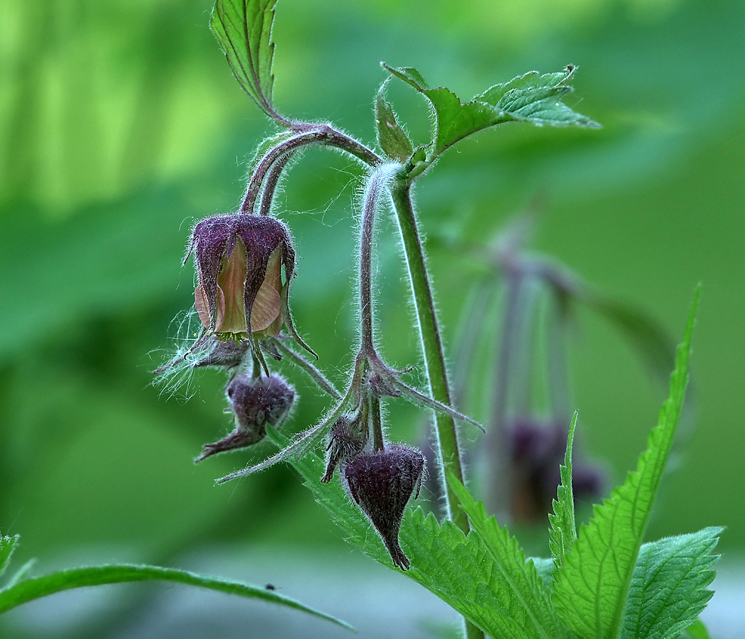 Изображение особи Geum rivale.