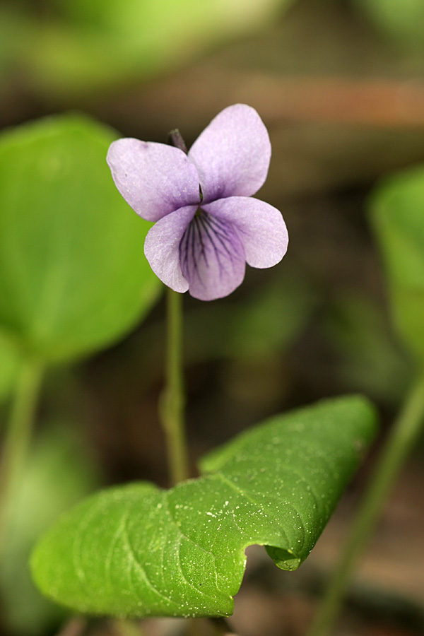 Изображение особи Viola palustris.