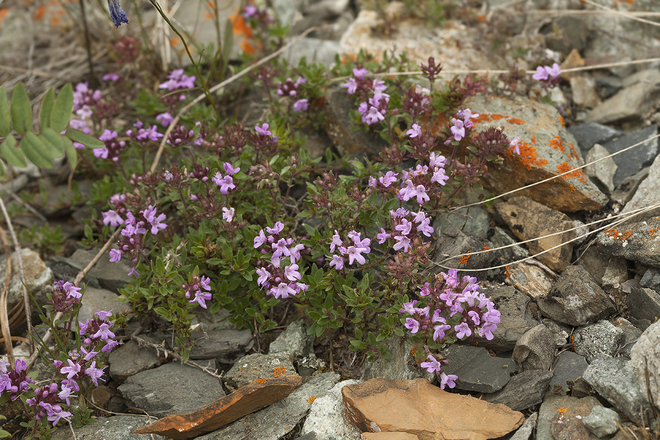 Изображение особи Thymus altaicus.