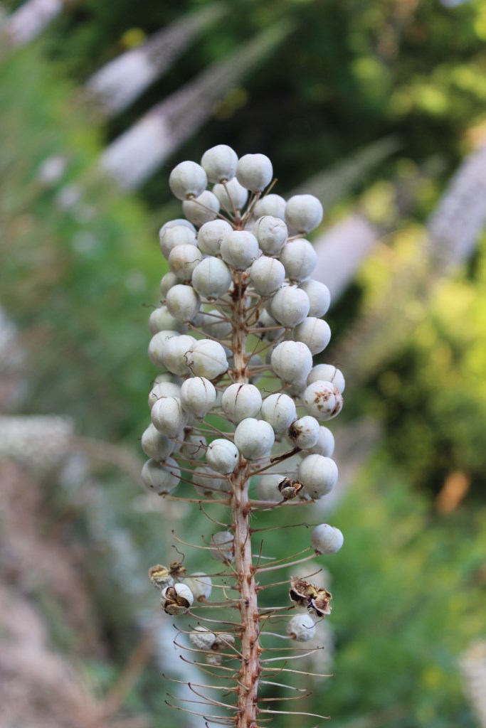 Изображение особи Eremurus ambigens.