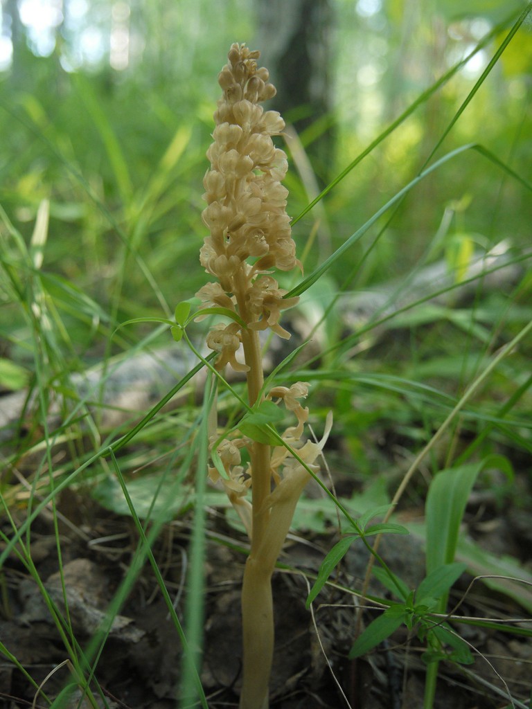 Image of Neottia nidus-avis specimen.