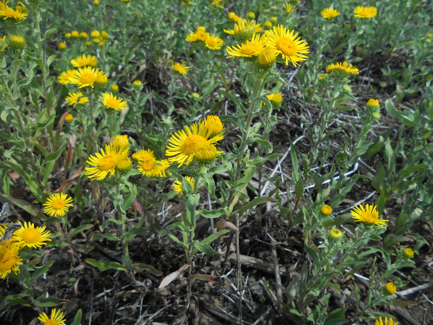 Изображение особи Inula britannica.