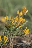 Genista scythica