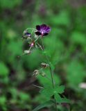 Geranium phaeum. Верхушка цветущего растения. Сербия, горный массив Златибор, ущелье р. Гостилье, опушка широколиственного леса. 13.07.2019.