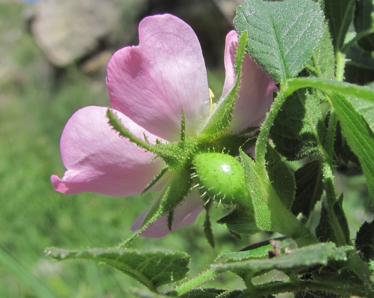 Image of Rosa pulverulenta specimen.