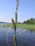 род Carex