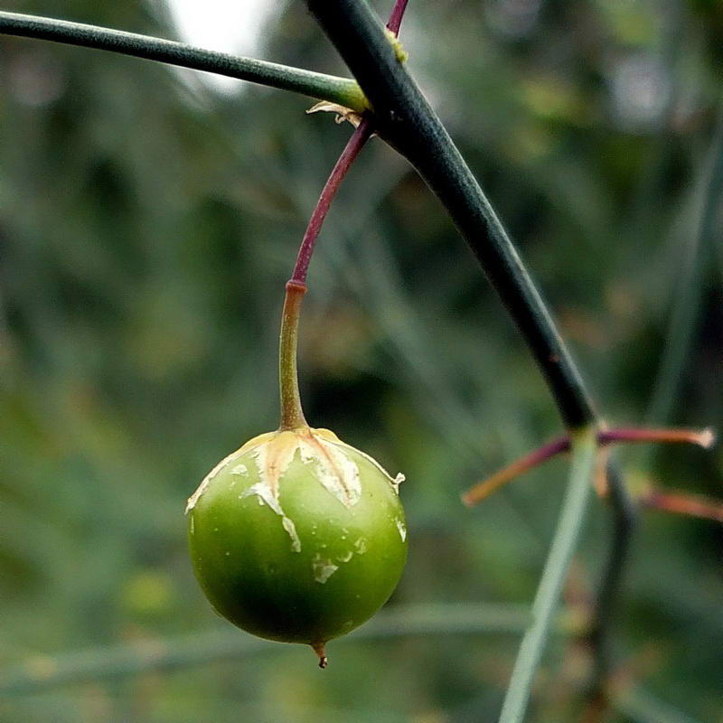 Image of Asparagus officinalis specimen.