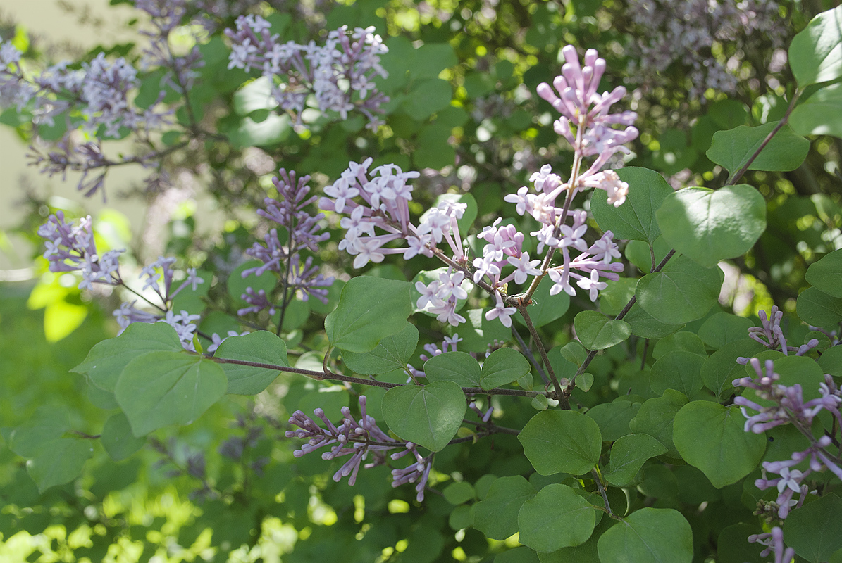 Image of Syringa meyeri specimen.