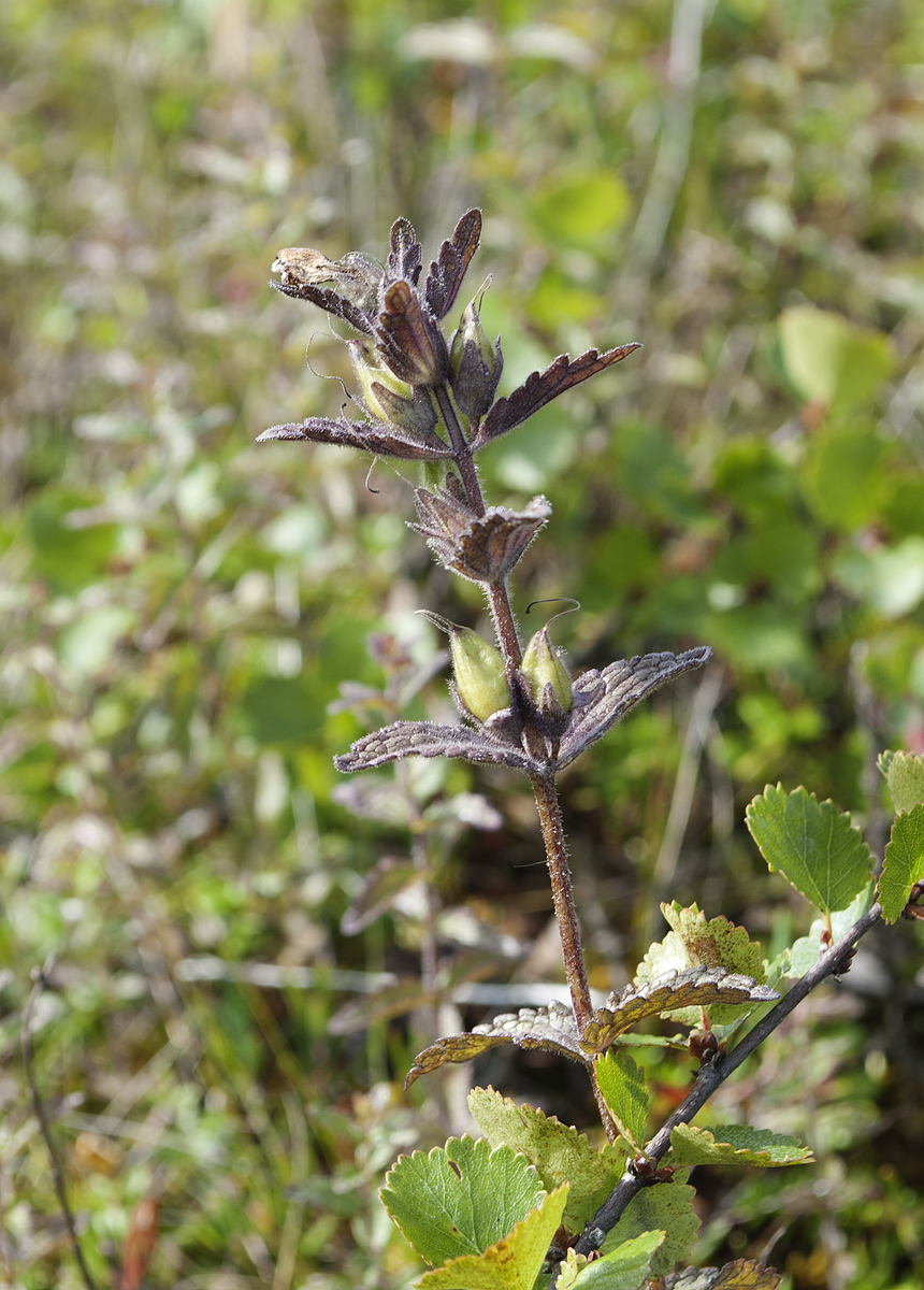 Image of Bartsia alpina specimen.